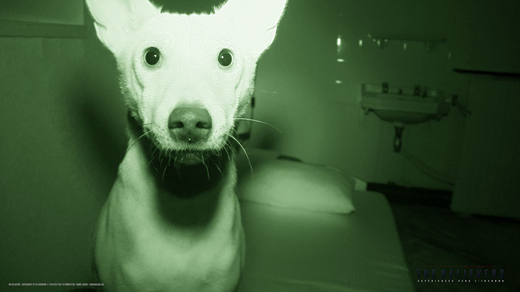 val de consolation, épisode, saison 3, the believers, paranormal, france, chien, leo, photo,