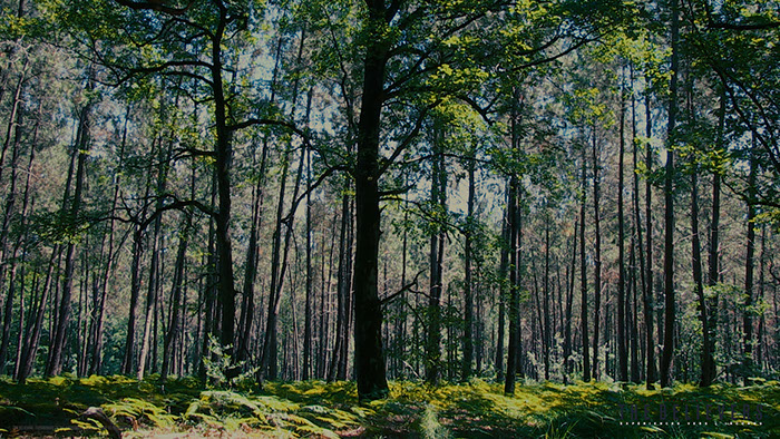 Castle, Puymartin, the believers, paranormal, documentary, documentaire, épisode, château, saison 1,